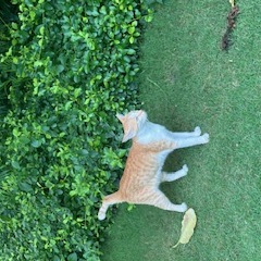 Cute cat 2024